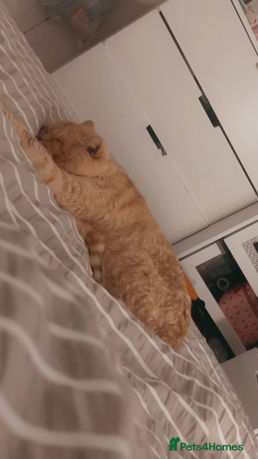 British Shorthair cats for sale: Beautiful Ginger British Short Hair - Advert 1