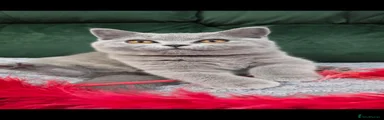 British Shorthair 2