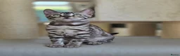 Bengal cats for sale: Gorgeous Health Tested Bengal Kittens  - Advert 5
