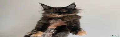 Tortie