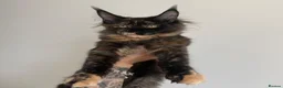 Maine Coon cats for sale: Champion line kittens 🥰 Ready to go☺️ - Advert 3