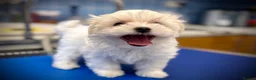 Maltese dogs for sale: 🌟  KC Registered Maltese Puppies Ready 🌟 - Advert 25