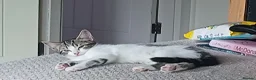 British Shorthair cats for sale: Female kitten - Advert 2