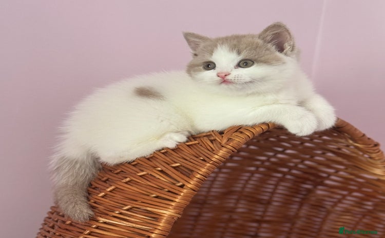 British Shorthair cats - Advert 15