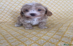 Maltipoo dogs for sale: Beautiful, health tested maltipoos  - Image 5