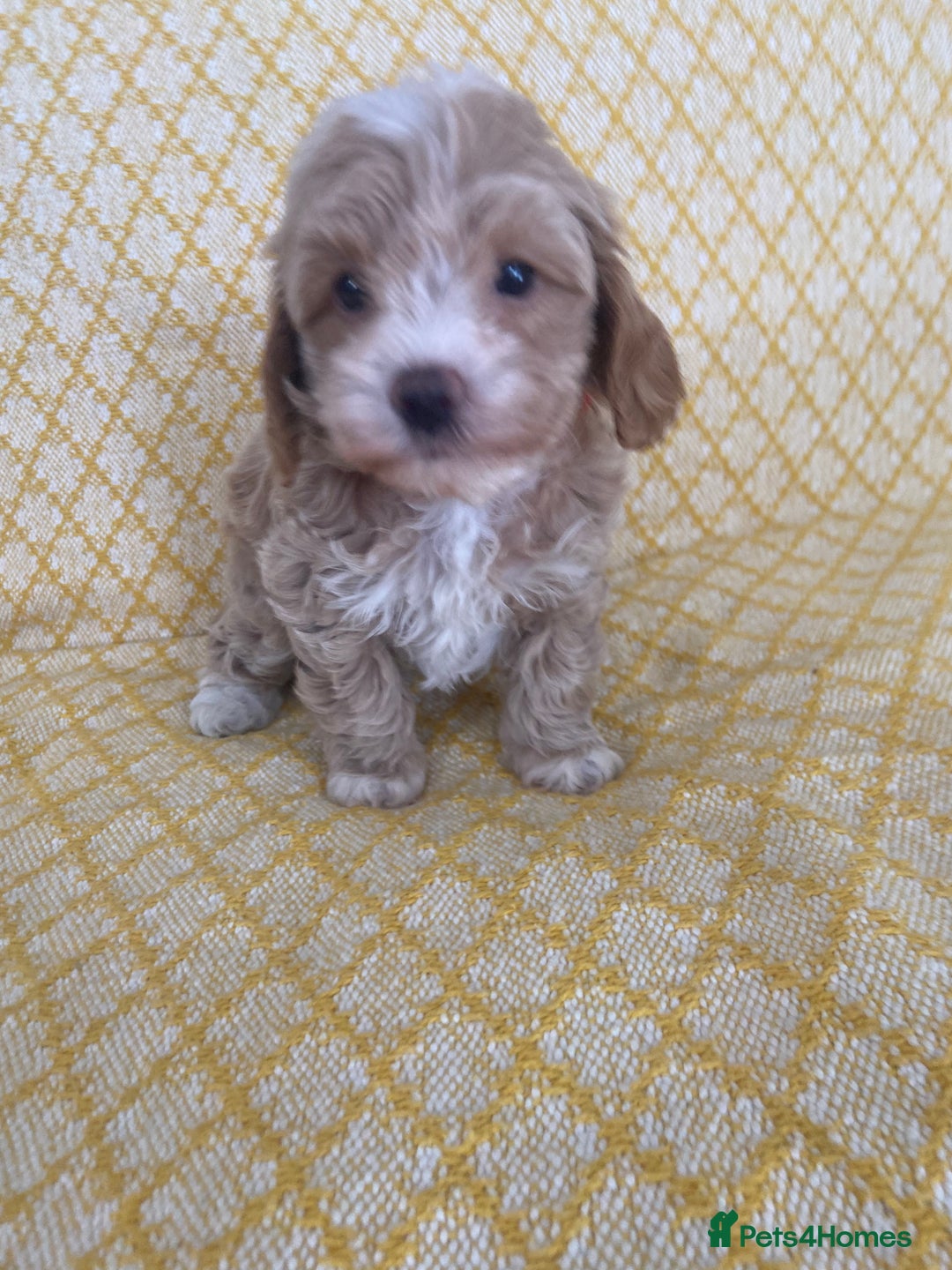 Maltipoo dogs for sale: Beautiful, health tested maltipoos  - Image 5