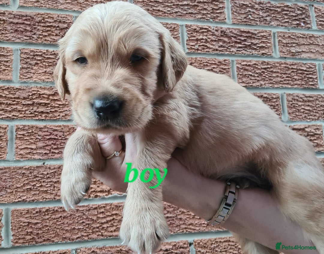 Golden Retriever dogs for sale: Golden Retriever puppies - Image 2