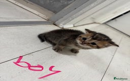 British Shorthair cats for sale: British short hair in Birmingham - Image 6