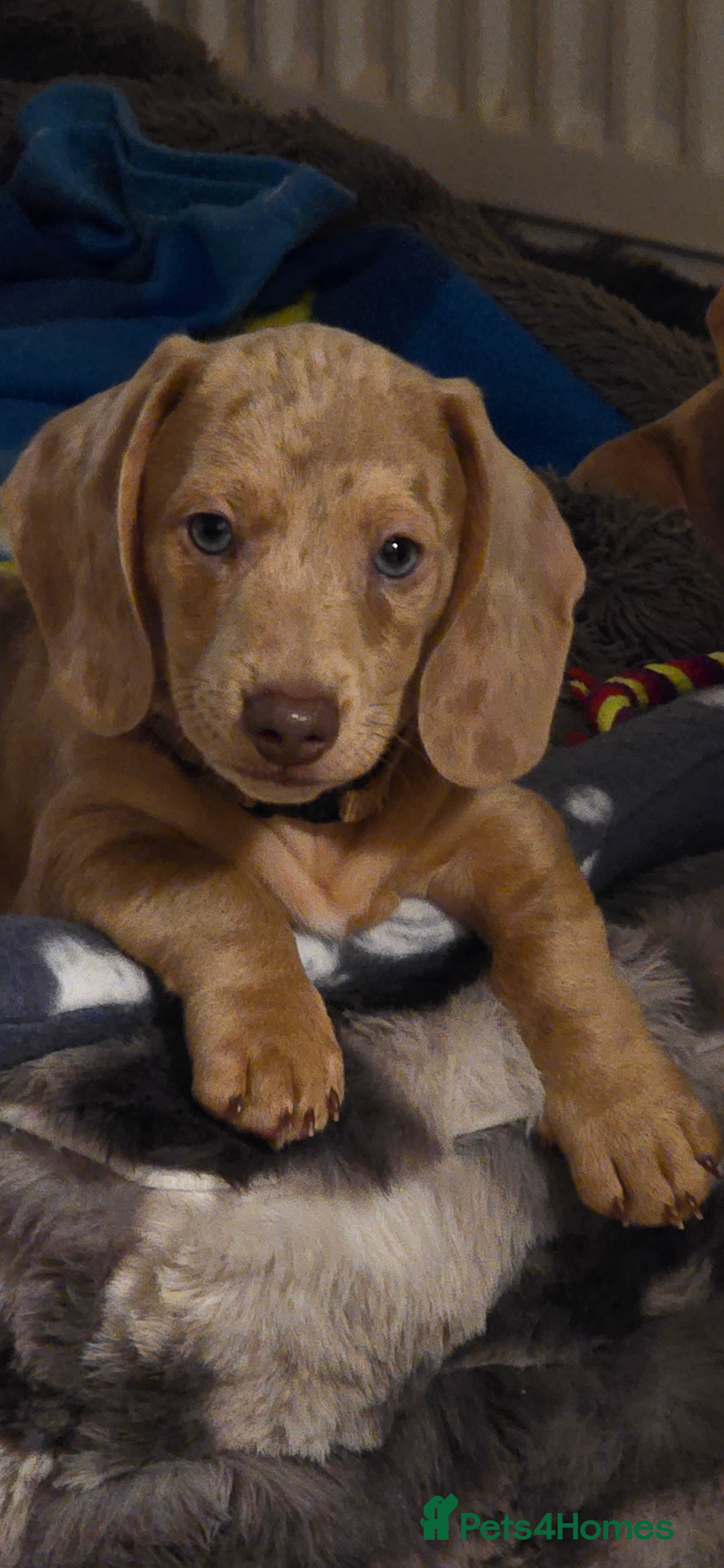 Miniature Dachshund dogs KC registered miniature Dachshund 🐶  - Advert 1