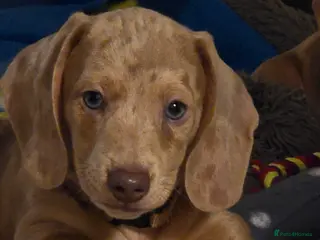 Miniature Dachshund dogs KC registered miniature Dachshund 🐶 - Advert 1