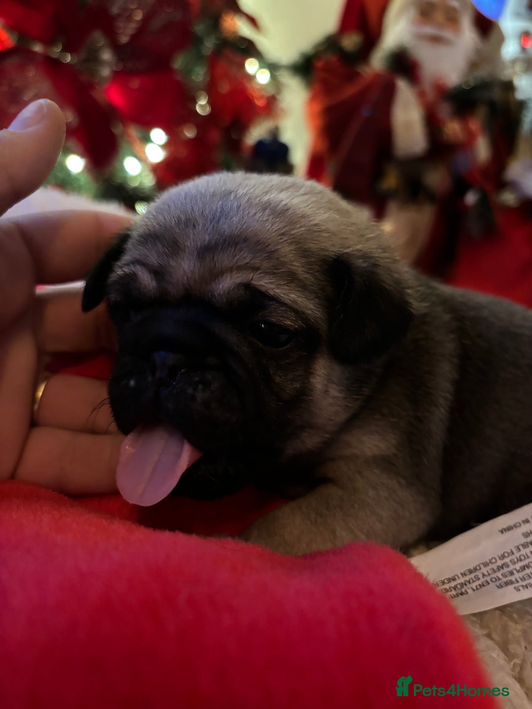 Pug dogs for sale: Pug puppies - Advert 14