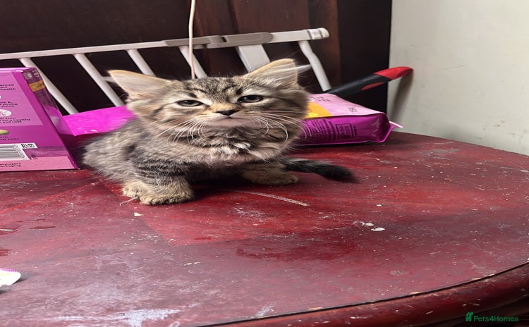Domestic Shorthair cats - Advert 14