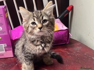 Domestic Shorthair cats - Advert 40