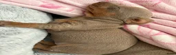 Miniature Dachshund dogs for sale: 🌟  Miniature Dachshund Pups!! KC & PRA clear🌟 in Saint Helens - Advert 24