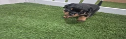 Rottweiler dogs for sale: Adorable, Confident, Chunky KC Rottie Pups  - Advert 3