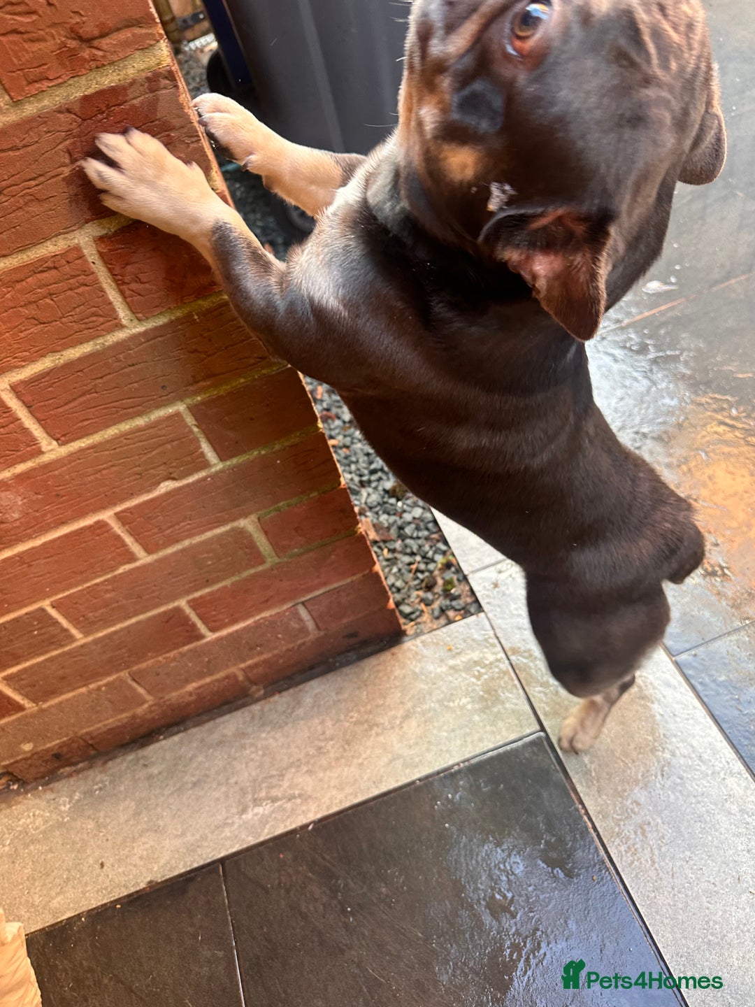 French Bulldog dogs for sale: Both brothers from same litter - Advert 6