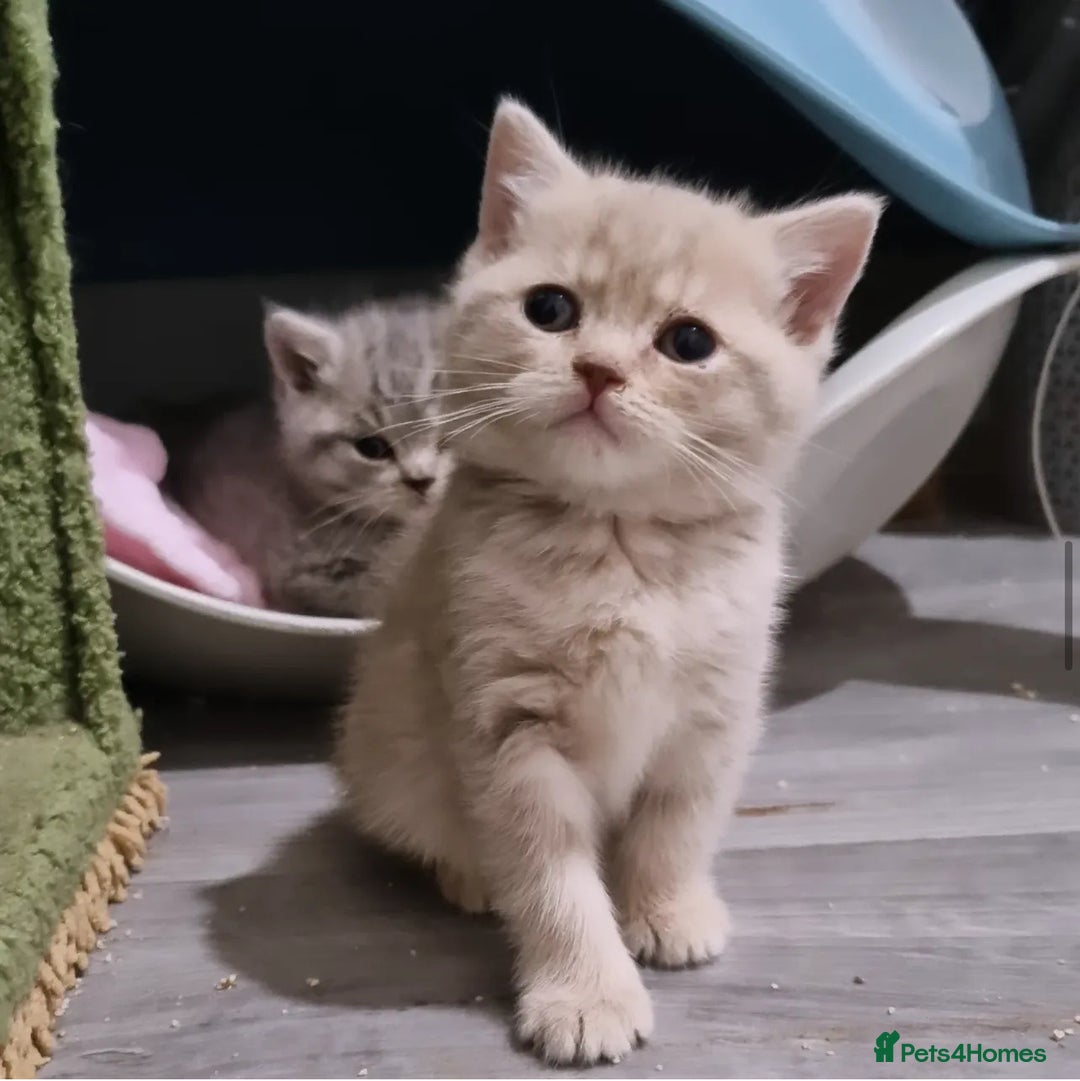 British Shorthair cats for stud: Chocolate carrier proven british shorthair stud - Image 6