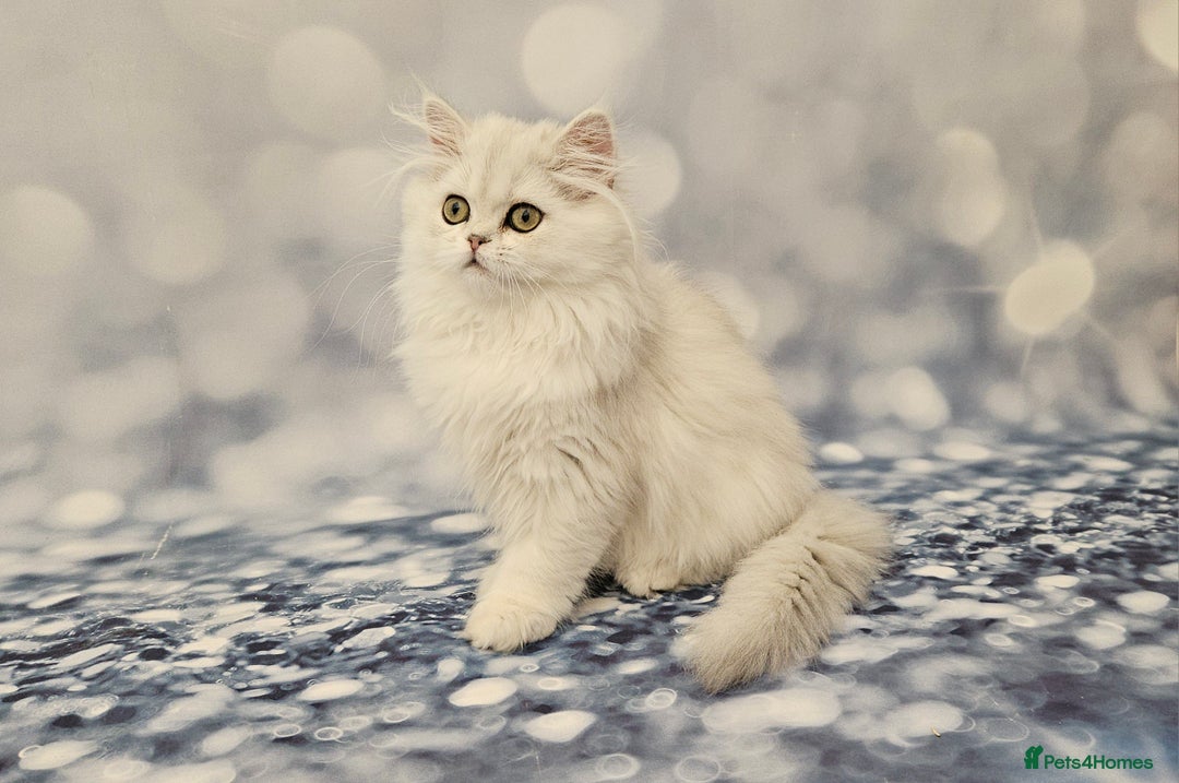 British Longhair cats for sale: Excellent Scottish straight Highland Kittens - Image 2