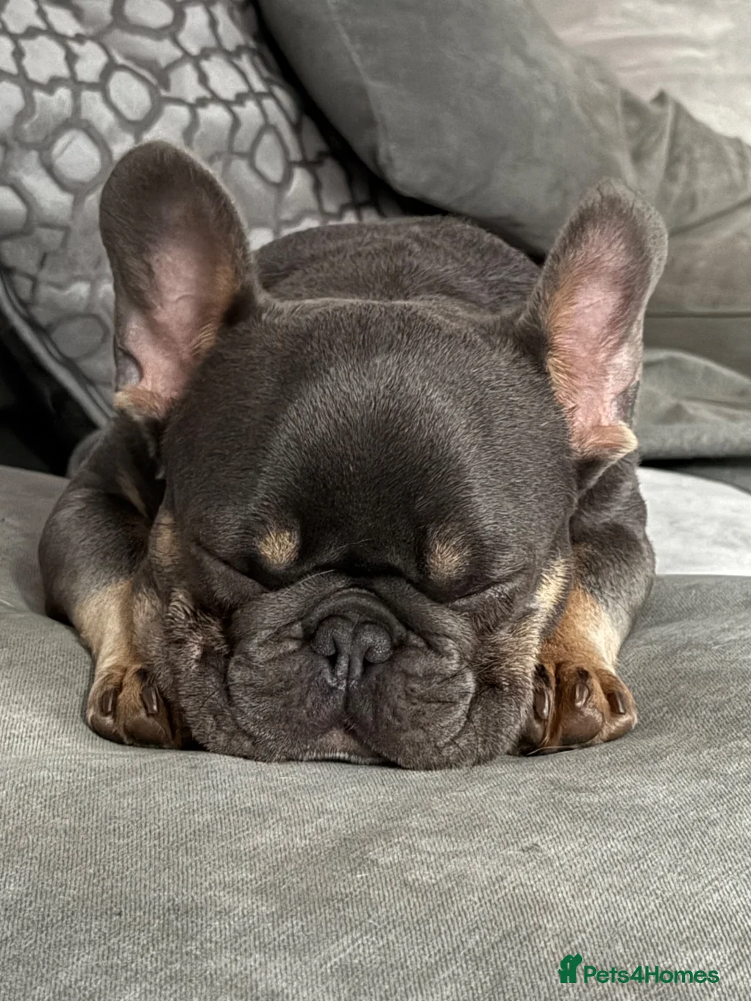 French Bulldog dogs for sale: 🐾 Beautiful French Bulldog Boy 🐾 - Advert 9