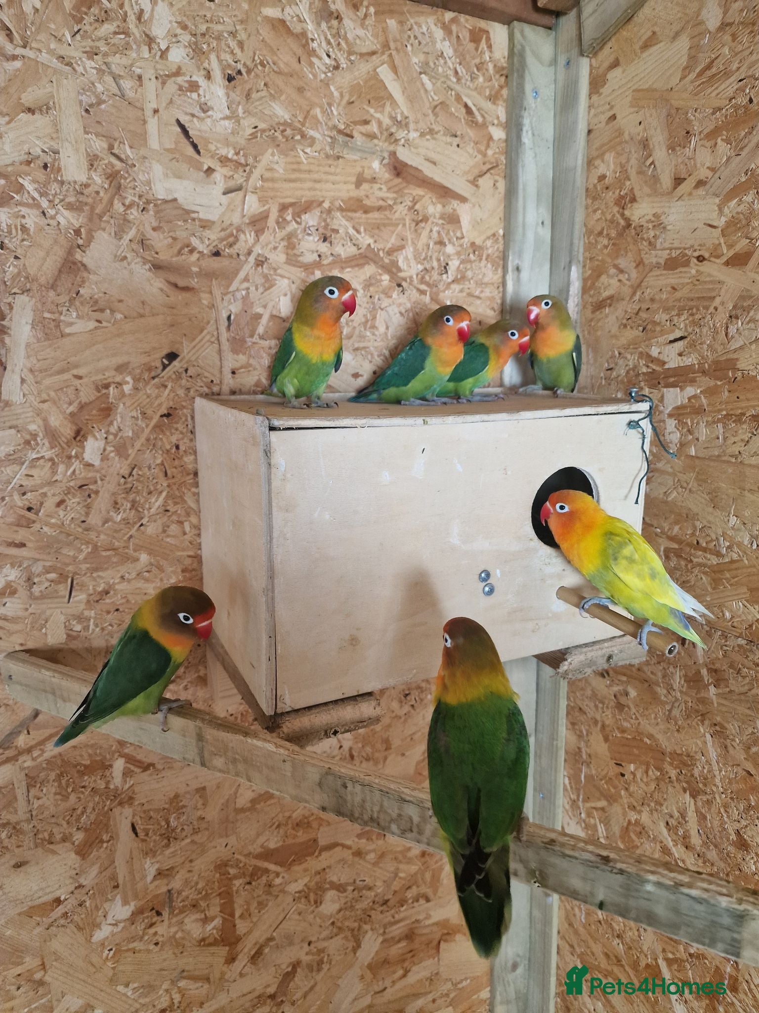 Lovebirds birds ✨️🦜Beautiful Fischer's Lovebird for Sale! 🦜✨ - Advert 1
