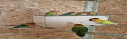 Lovebirds birds for sale: ✨️🦜Beautiful Fischer's Lovebird for Sale! 🦜✨ in Saint Helens - Advert 1