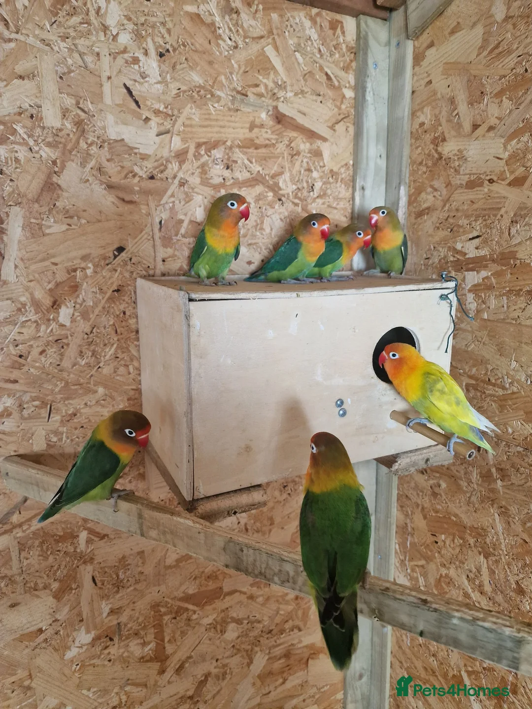 Lovebirds birds for sale: ✨️🦜Beautiful Fischer's Lovebird for Sale! 🦜✨ in Saint Helens - Advert 1