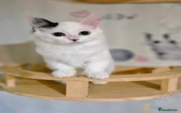 Munchkin cats for sale: Purebred TICA reg. Munchkin kittens ready to go  - Image 32