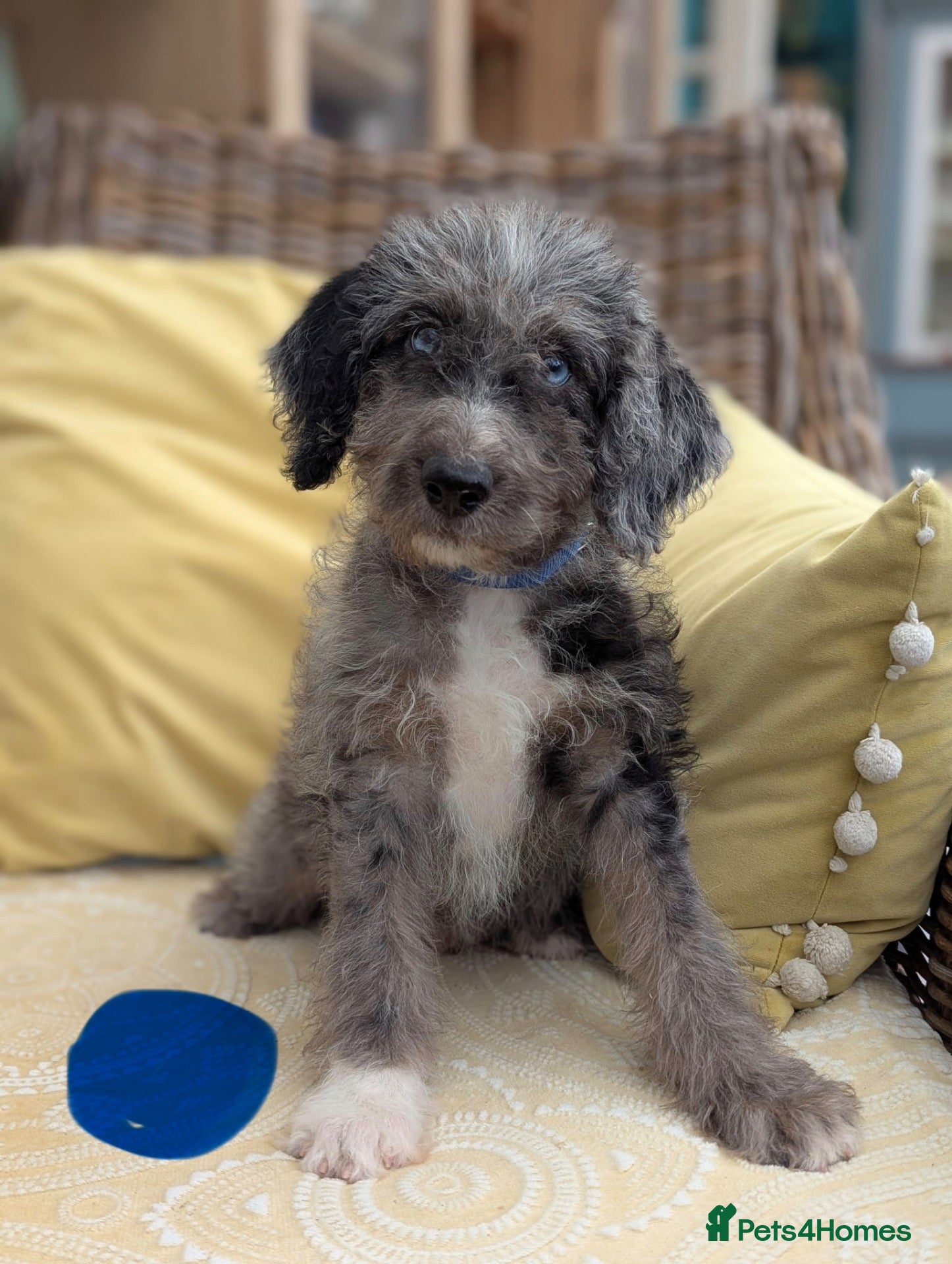 Bordoodle dogs Standard Bordoodle Puppies - Advert 1
