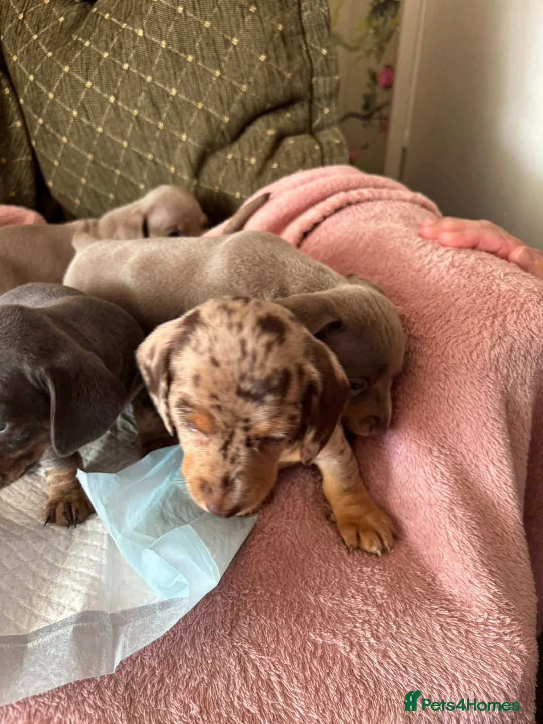 Dachshund dogs for sale: Miniature dashund - Advert 2