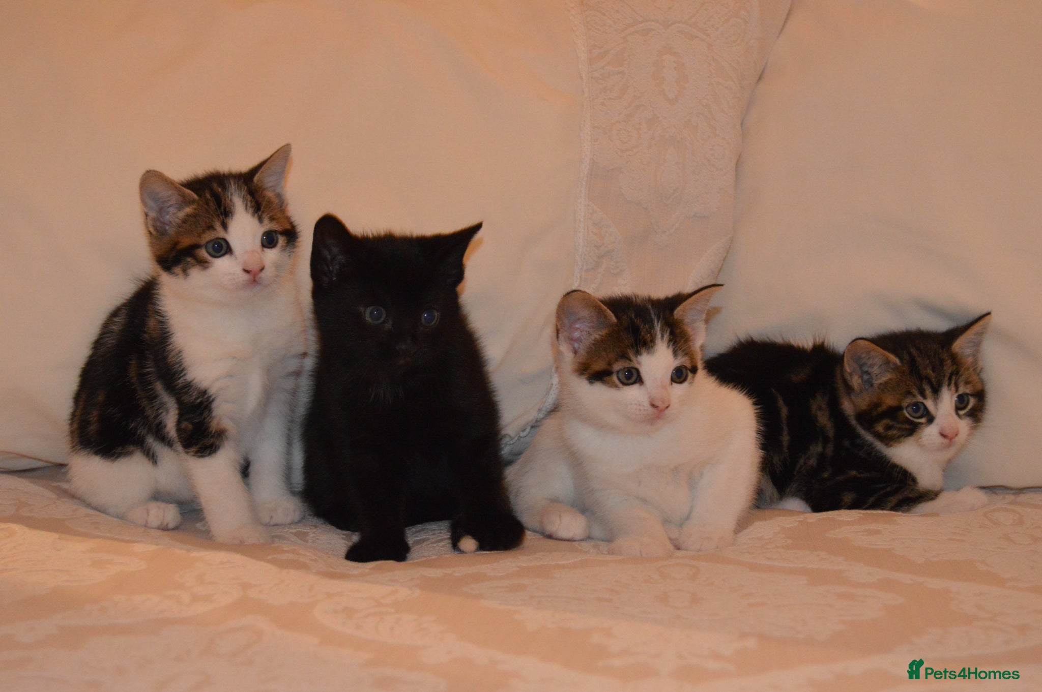 Mixed Breed cats for sale: 4 Beautiful Gentle Kittens for Sale - Advert 1