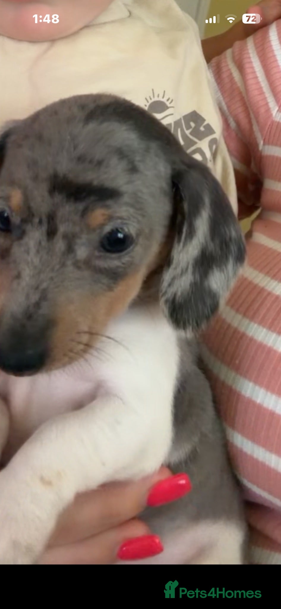 Miniature Dachshund dogs Beautiful miniature dachshund puppies  - Advert 2