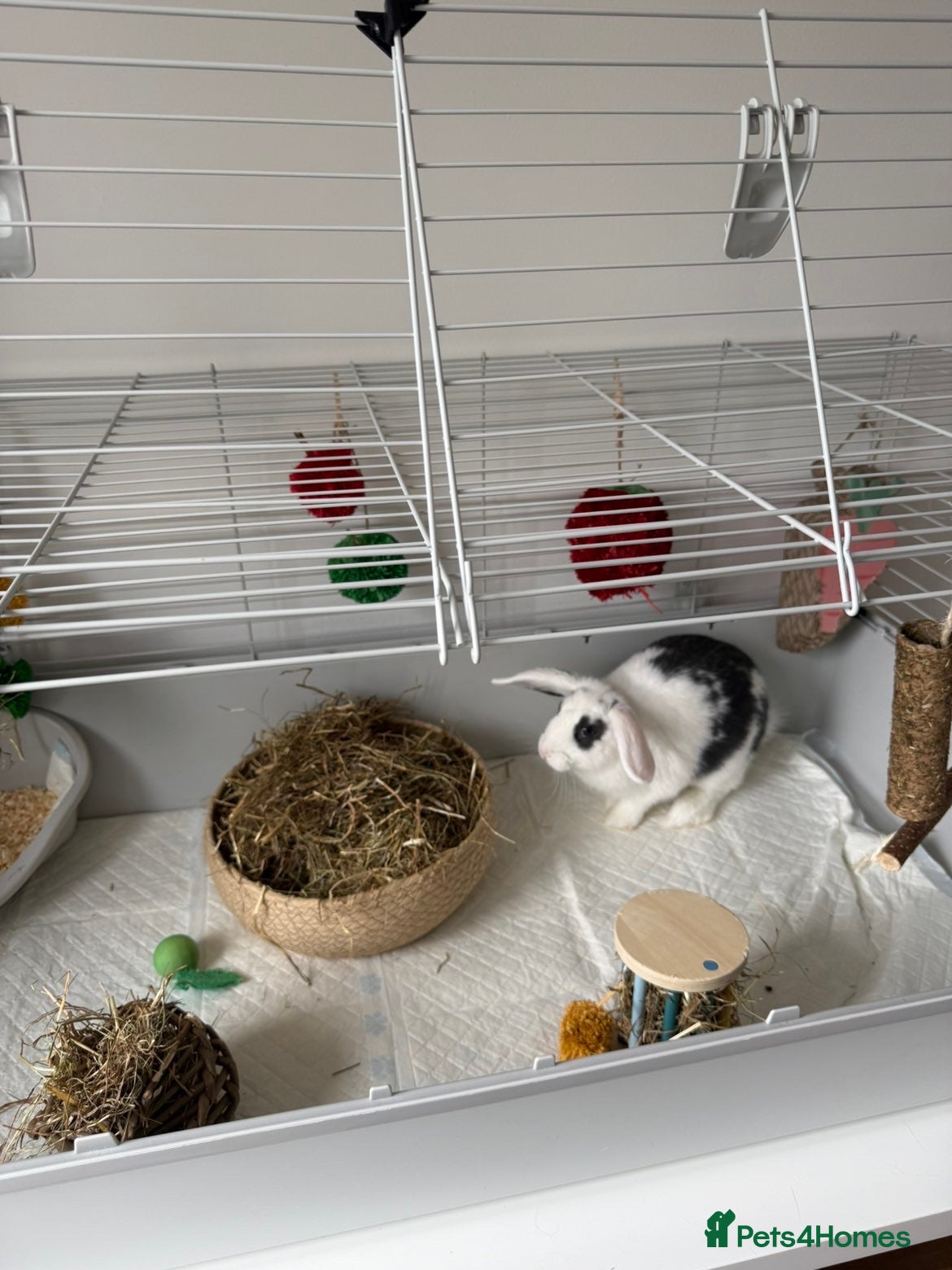 Mixed Breed rabbits for sale: Mix breed rabbit  in Liverpool - Advert 4