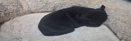 Staffordshire Bull Terrier dogs for sale: KC registered Staffordshire Bull Terrier Puppies  - Advert 25