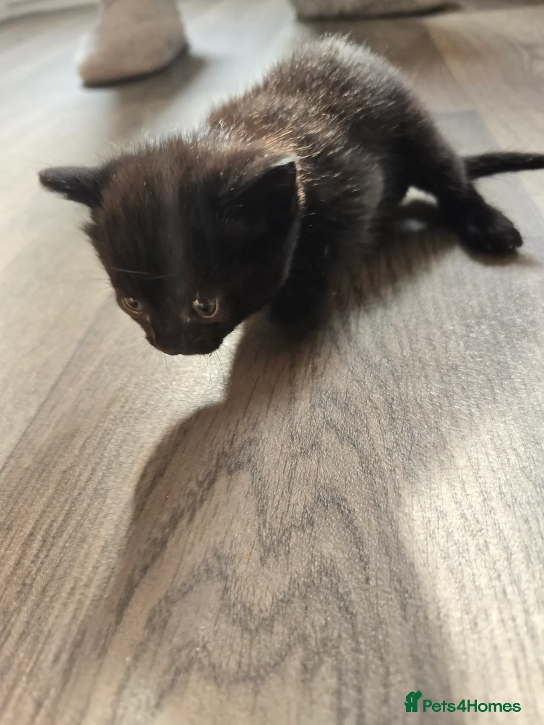 Bombay cats for sale: Bombay/ British blue kittens  - Advert 2