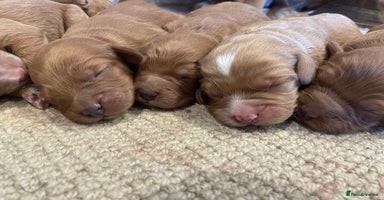 Cockapoo dogs - Advert 2