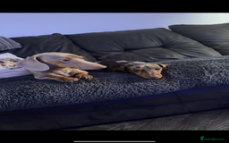 Miniature Dachshund dogs for sale: Miniature dachshunds - Image 11