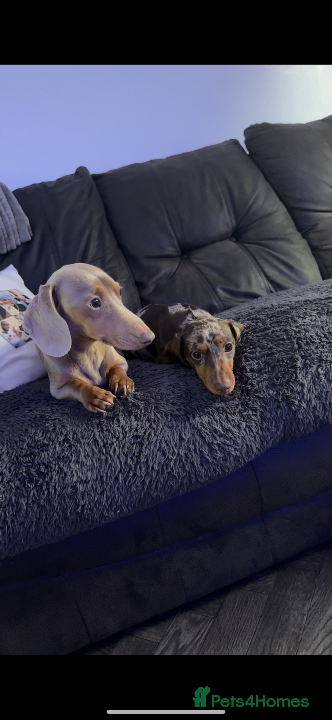Miniature Dachshund dogs for sale: Miniature dachshunds - Image 11