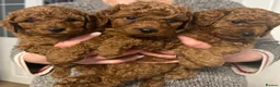 Miniature Poodle dogs for stud: Miniature Poodle Stud in Stansted - Advert 8