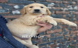 Golden Retriever dogs for sale: KC GOLDEN RETRIEVER PUPPIES HEALTH TESTED PARENTS  - Image 8