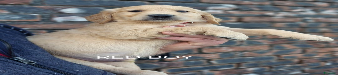 Red Boy