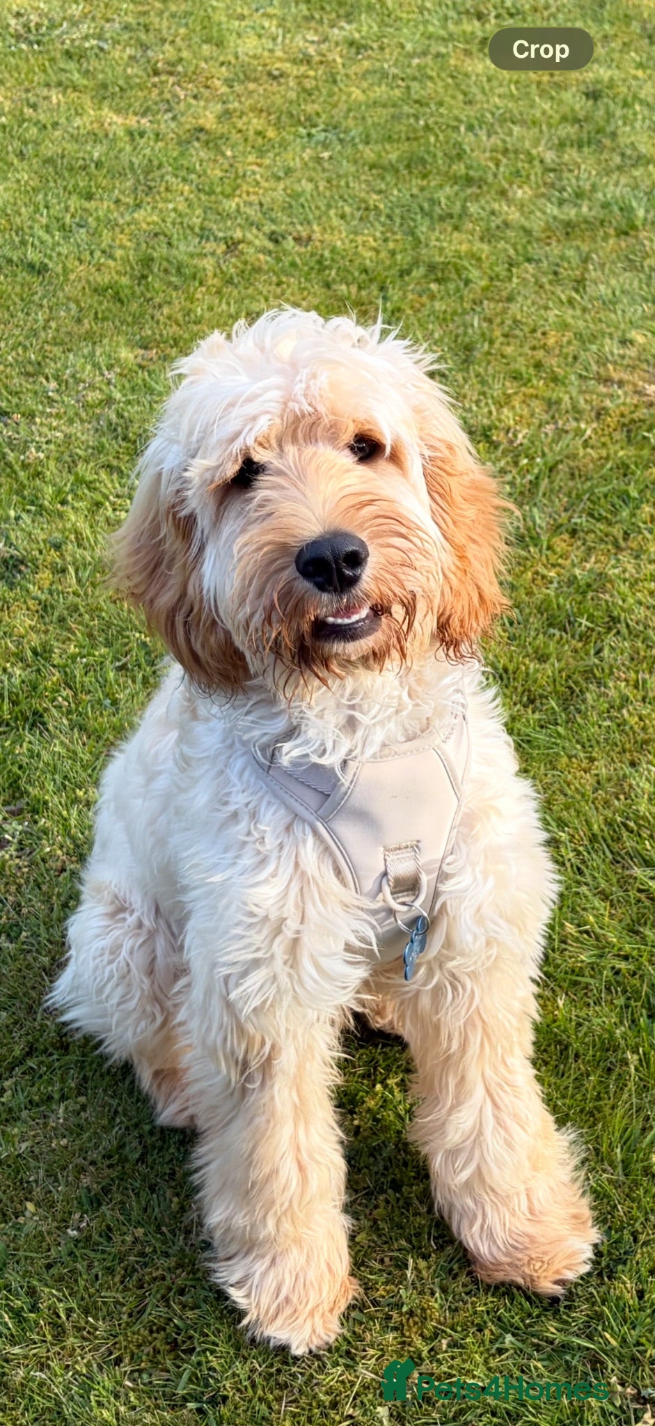 Cockapoo dogs 6 Month Old Male Puppy Looking for a New Home - Advert 1