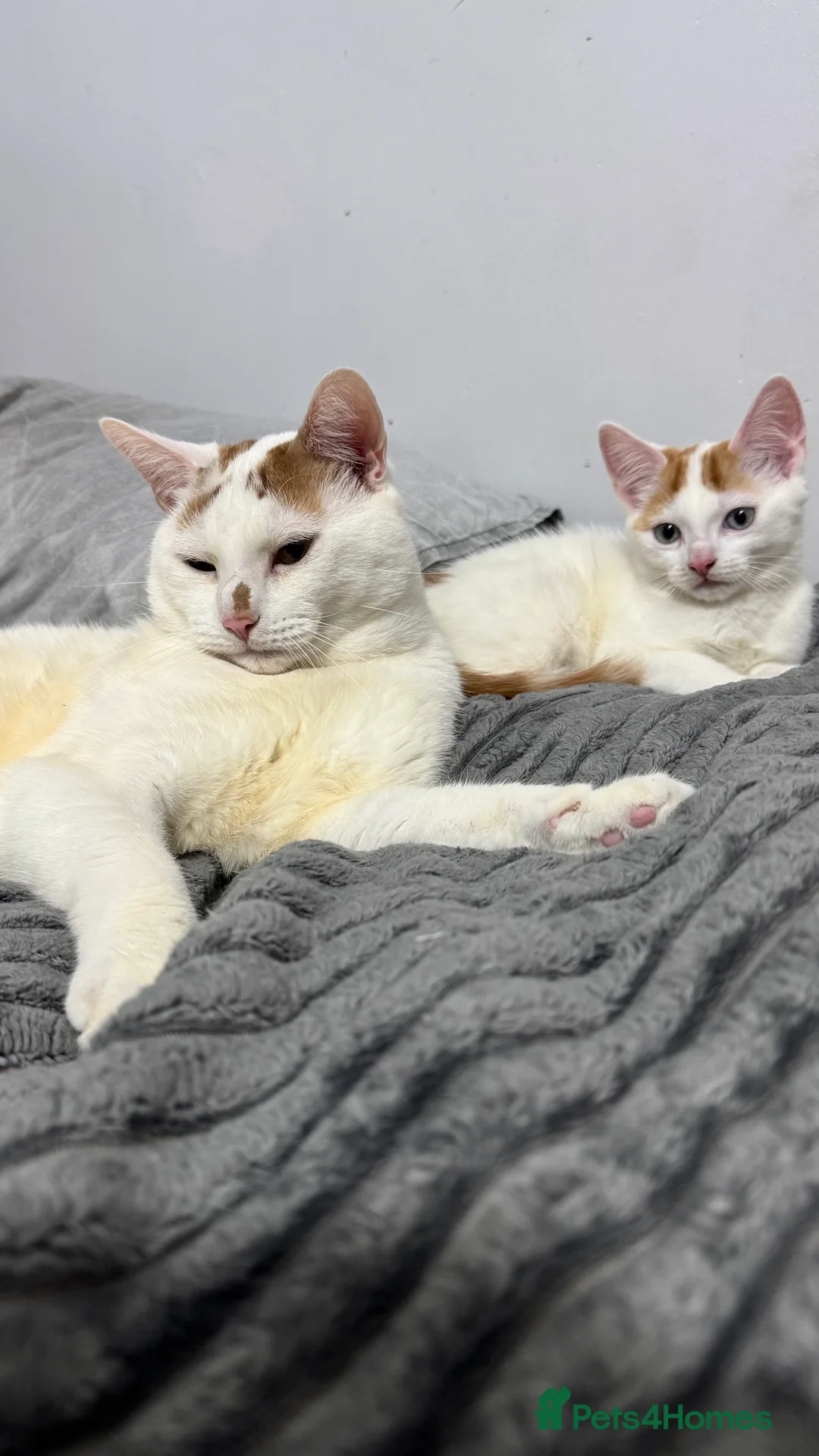 British Shorthair cats for sale: Two male kittens for adoption - Advert 3