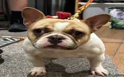 French Bulldog dogs for sale: KC registered French Bulldog Bitch  - Image 4