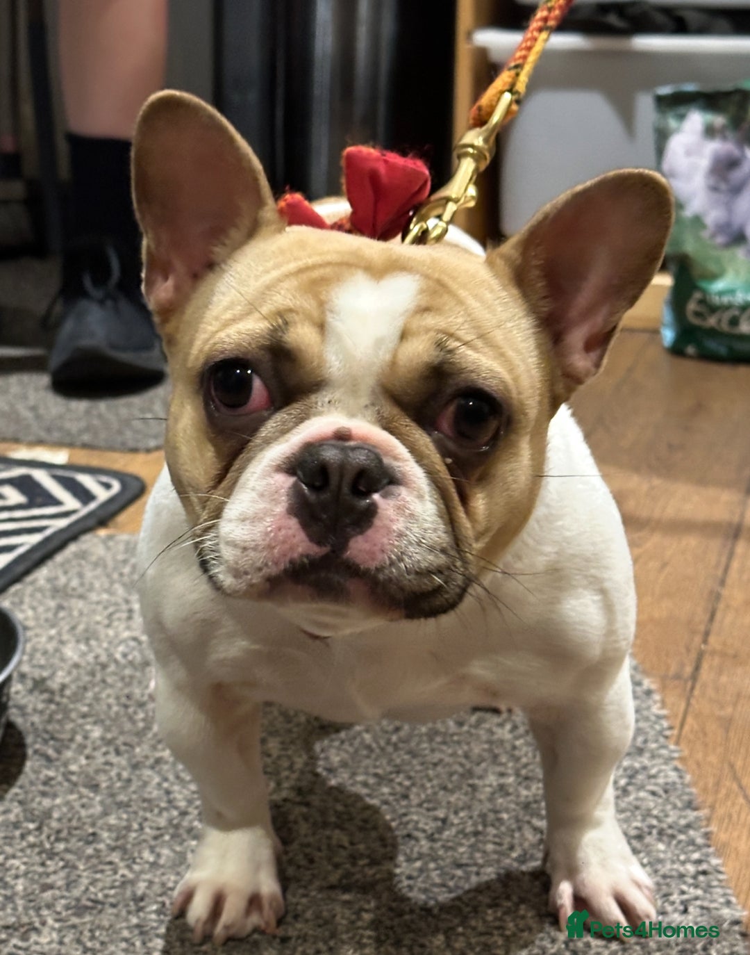 French Bulldog dogs for sale: KC registered French Bulldog Bitch  - Image 4