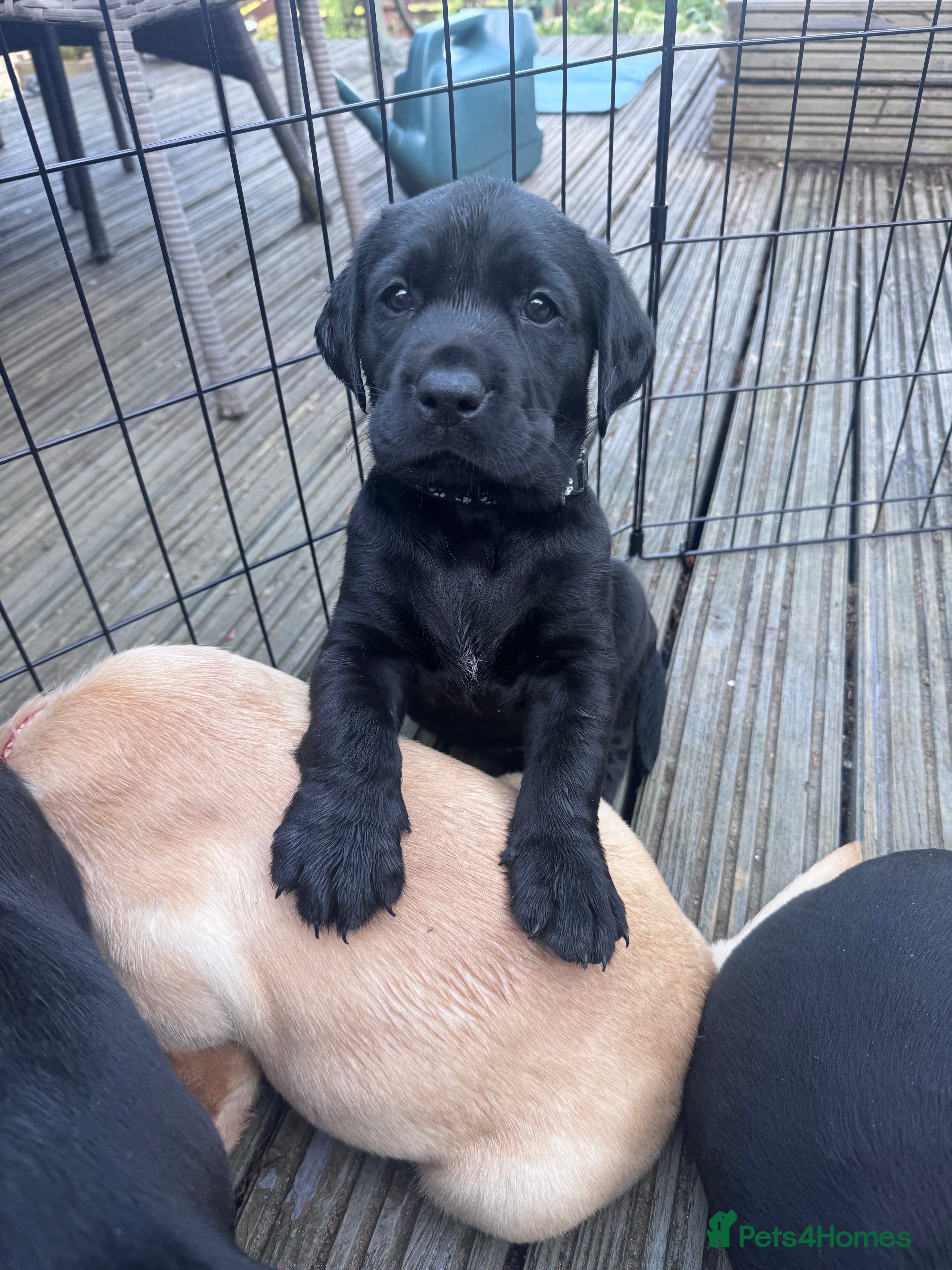 Labrador Retriever dogs KC Registered beautiful working labrador puppies - Advert 2