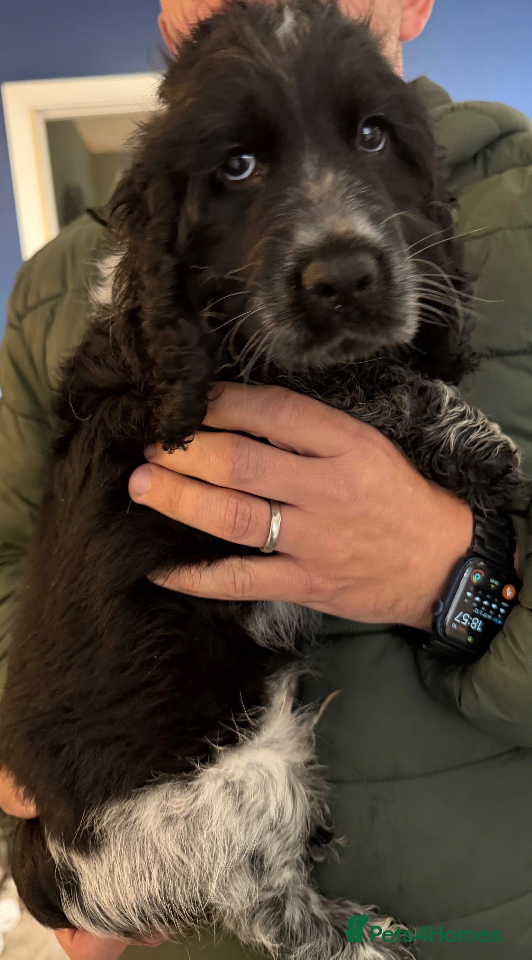 Cocker Spaniel dogs One Beautiful boy blue roan cocker spaniel - Advert 6