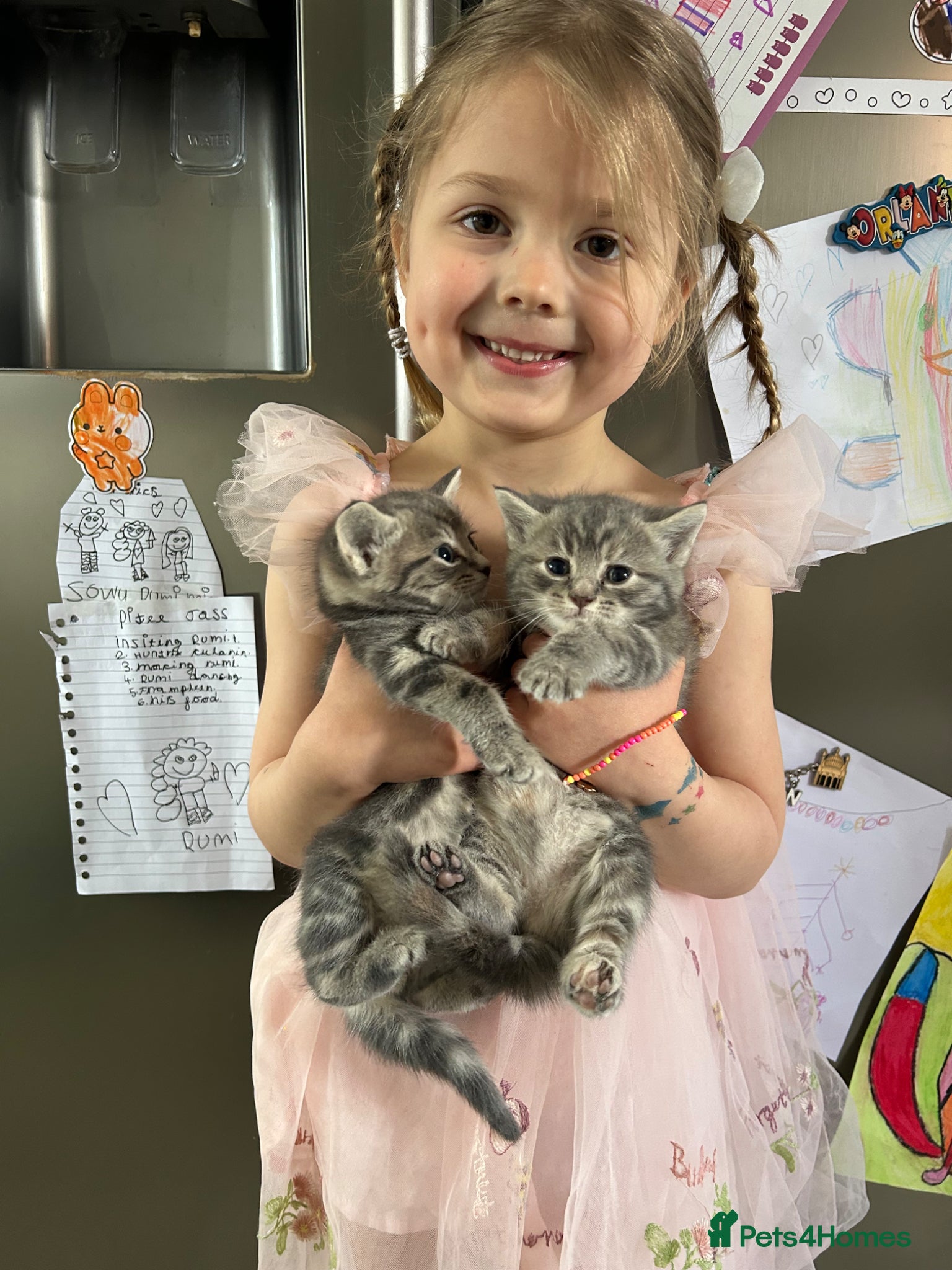 Mixed Breed cats 3 Kittens Looking for Loving Homes  - Advert 1