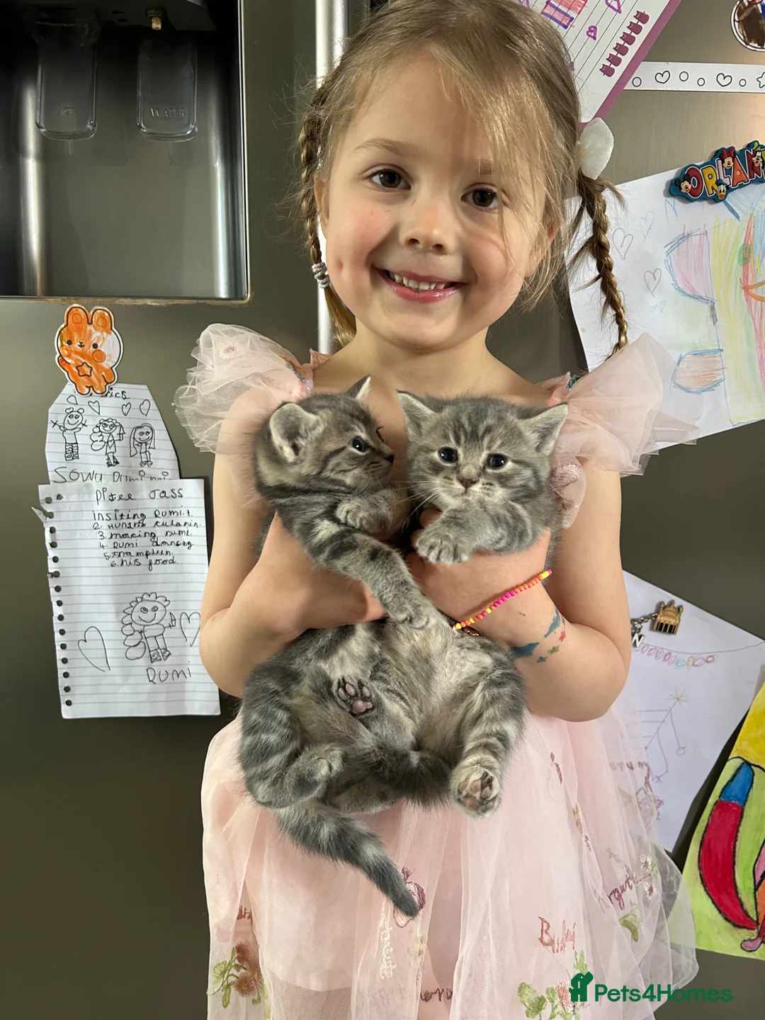Mixed Breed cats for sale: 3 Kittens Looking for Loving Homes  - Advert 1
