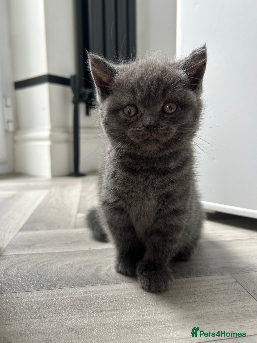 British Shorthair cats for sale: Pure British Shorthair kittens available  - Image 6