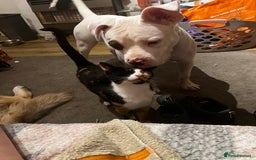 Mixed Breed cats for sale: 4 cats - Image 2